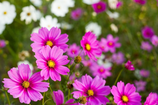 Cosmos flowers.