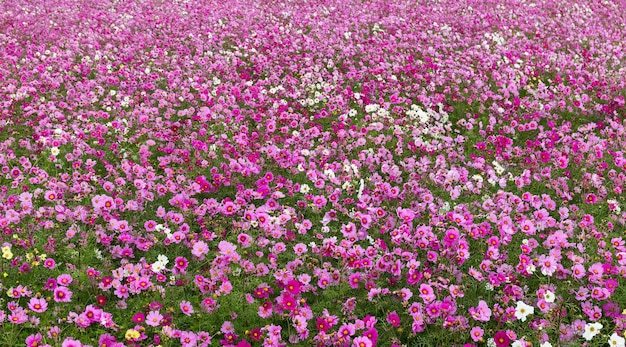 Cosmos Flowers