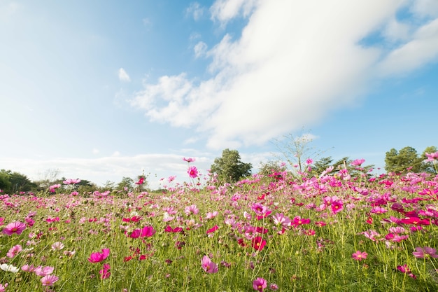 Cosmos Flowers