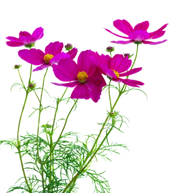 Cosmos fresh dark pink flowers isolated on white