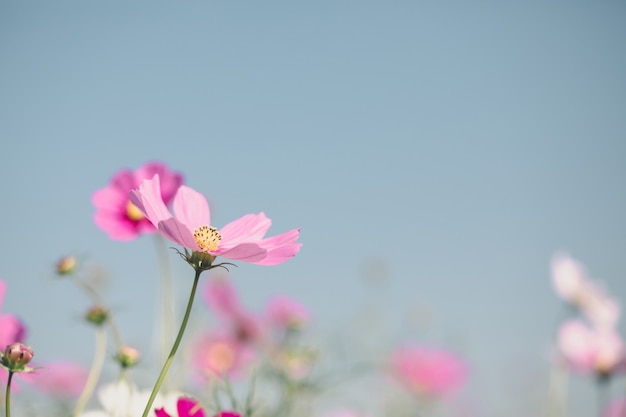 Cosmos pink flowers close up