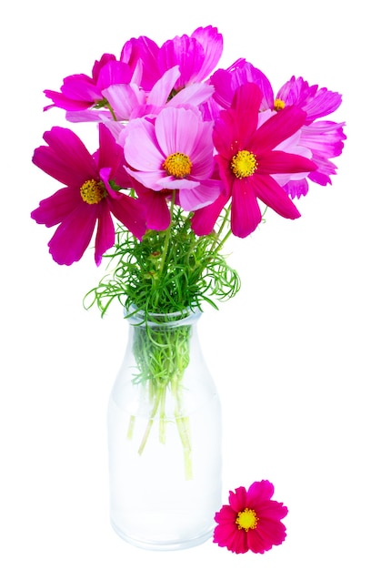 Cosmos pink flowers in glass bottle isolated on white background