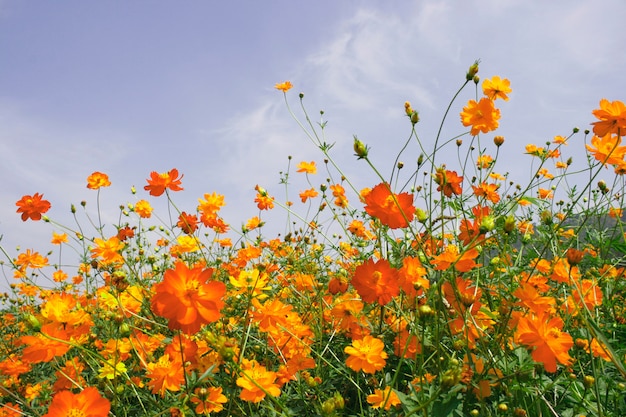 Cosmos sulphureus in the garden