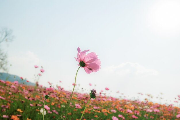 Cosmos with beautiful on field at the sky.