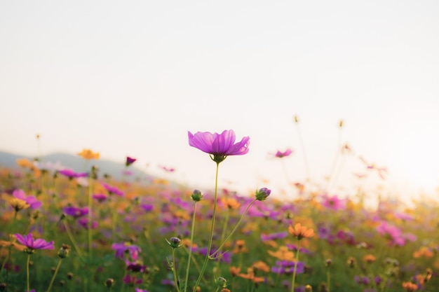 Cosmos with the beautiful at sunrise in summer.