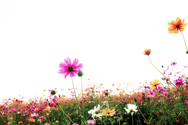 Cosmos with the white background.