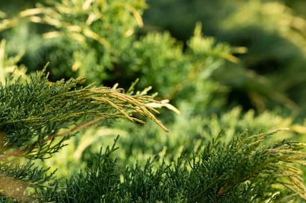 Cossack juniper Juniperus sabina Tamariscifolia on bank of beautiful garden pond. Selective focus.