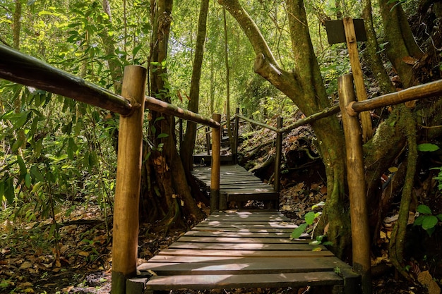 Costa Rica Mato Grosso do Sul Brazil  12 18 2022 Trail path through the forest of the Salto do Sucuriu Municipal Natural Park