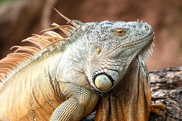 Costa Rica Tortuguero Iguana