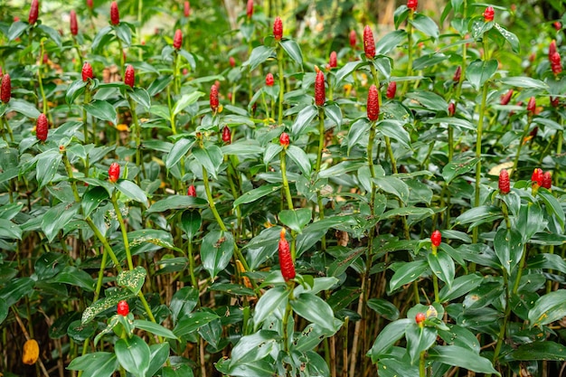 Costus spicatus, also known as spiked spiralflag ginger or Indian head ginger