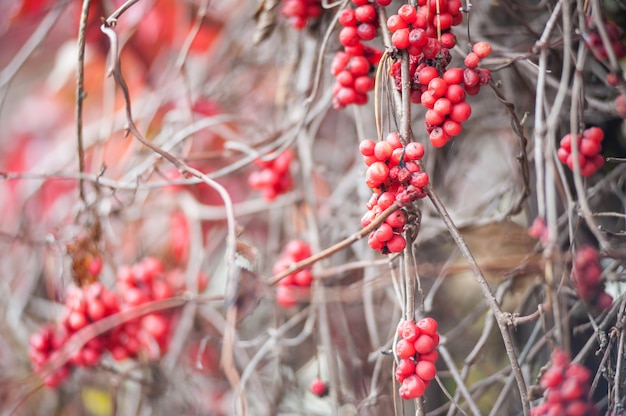 A Cotoneaster bush with lots of red berries on branches, autumnal background. Close-up colorful autumn wild bushes with red berries in the park shallow depth of field.