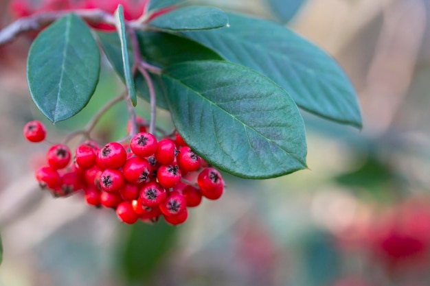 Cotoneaster coriaceus ornamental plant with red fruits and dark green foliage autumn background with