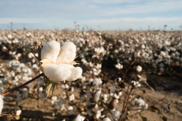 Cotton Boll Farm Field Texas Agriculture Cash Crop