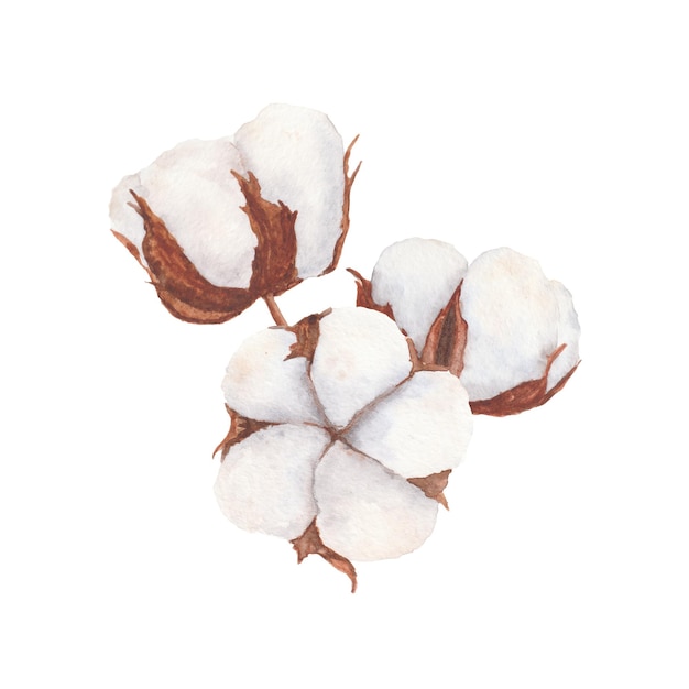 Cotton bolls watercolor illustration isolated on white background