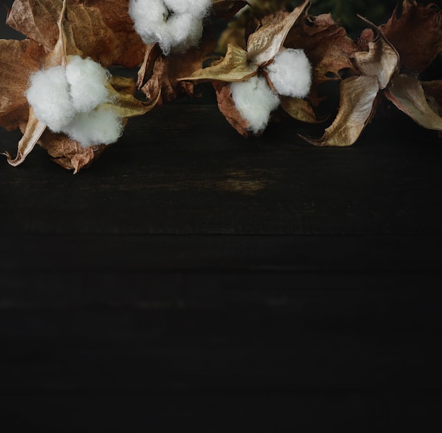 Cotton branch on dark wood background Delicate and fluffy