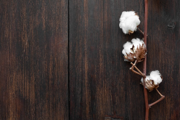 Cotton branch on a dark wooden background (close-up)