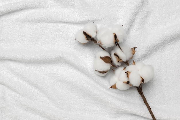 Photo cotton branch on white fabric background natural soft and minimalist