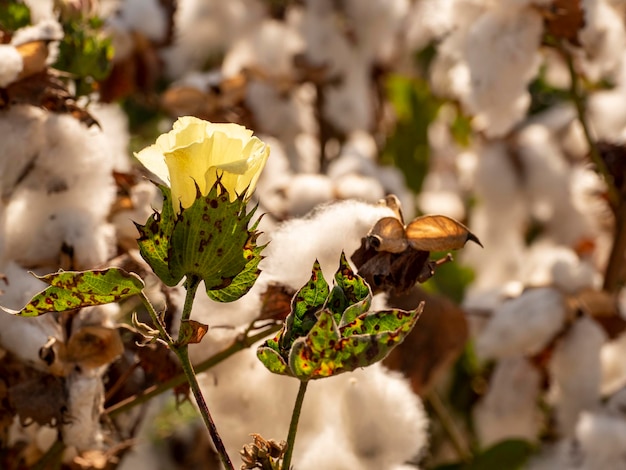 Cotton in a cotton field