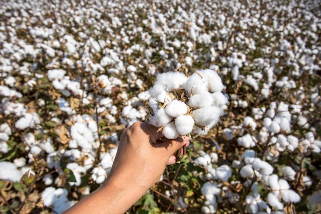 Photo cotton field agriculture the fresh natural life