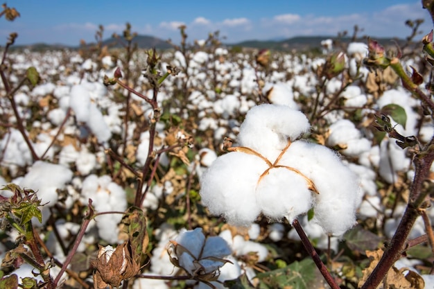 Cotton field agriculture the fresh natural life