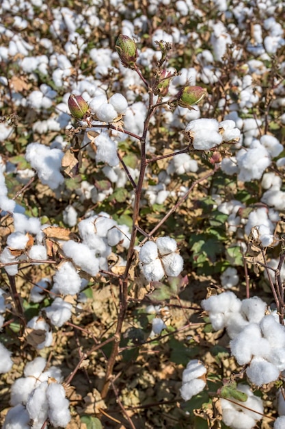 Cotton field agriculture the fresh natural life