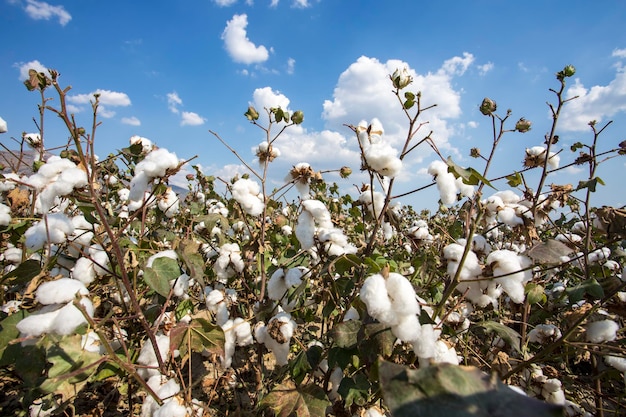 Cotton field agriculture the fresh natural life