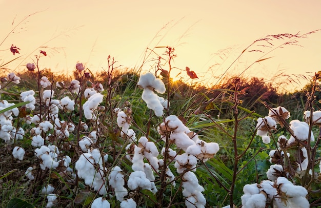 Cotton field at sunrise.