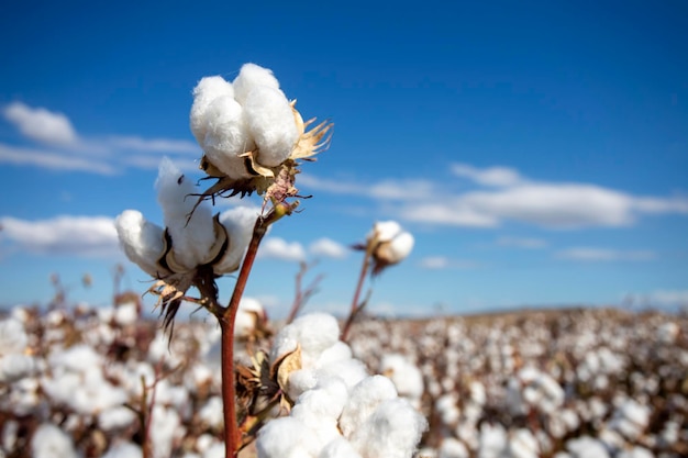 Cotton field (Turkey / Izmir). Agriculture concept photo.