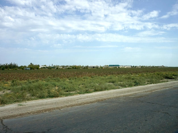 Cotton field in the village