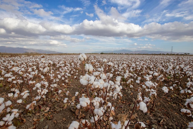 Photo cotton fields ready for harvest in izmir menemen plain