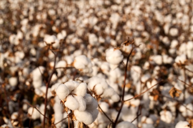 Photo cotton fields ready for harvesting, agriculture photo.