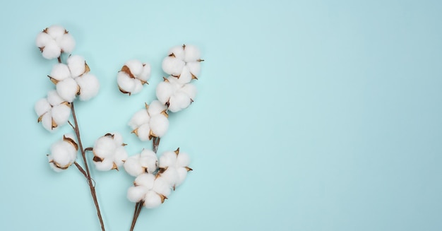 Cotton flower on a blue paper background overhead Minimalism flat lay composition