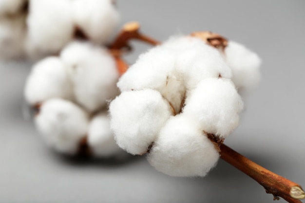 Cotton flower on branch against grey background closeup