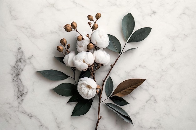 Cotton flower branch on white marble background Illustration AI Generative