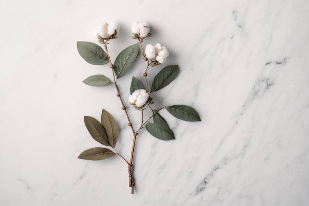 Cotton flower branch on white marble background Illustration AI Generative