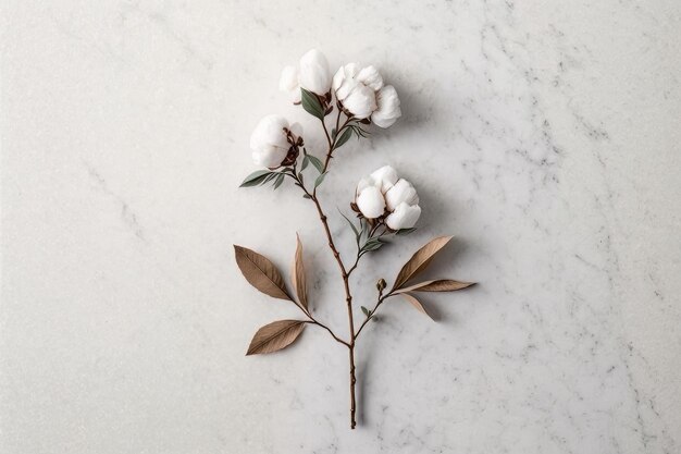 Cotton flower branch on white marble background Illustration AI Generative