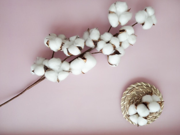 Cotton flower branch with cotton flowers on the pink background