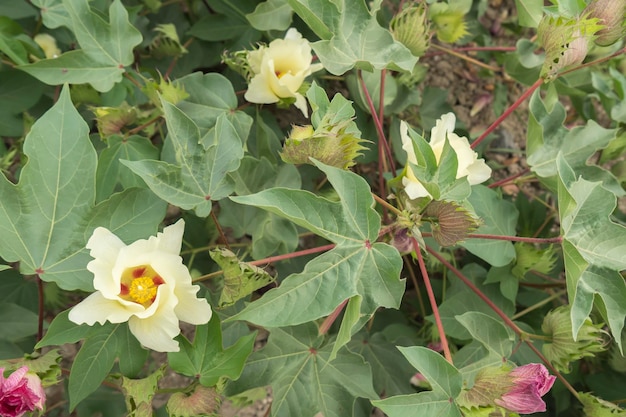 Cotton flower cotton plant cotton bud