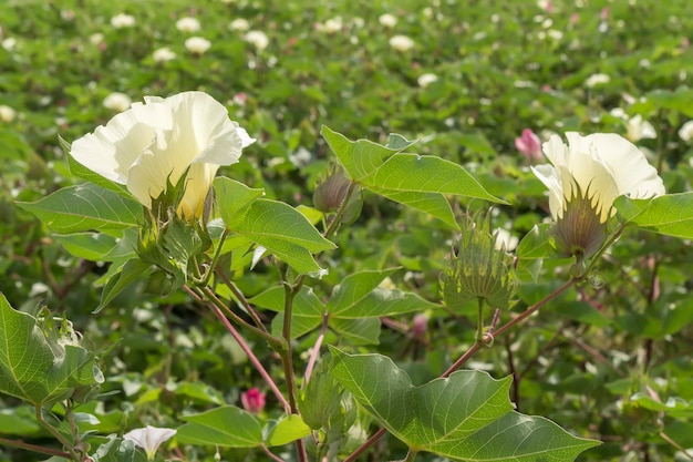 Cotton flower cotton plant cotton bud