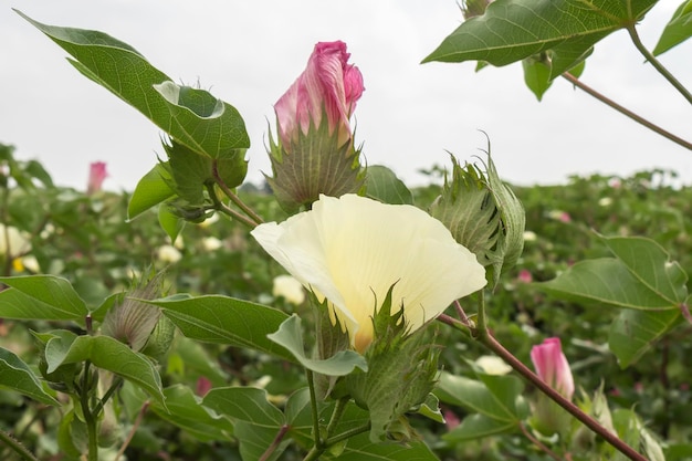 Cotton flower cotton plant cotton bud