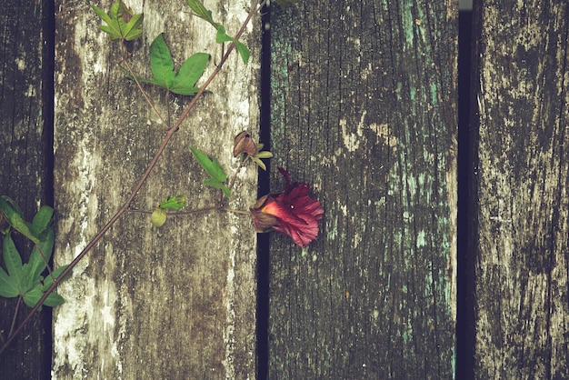 Cotton flower fresh stem branch flat lay on grungy textured wood background Flat lay top view