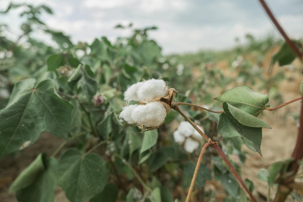 Cotton flower in the hands of a woman Opened cotton flower with cotton field background Opened cot