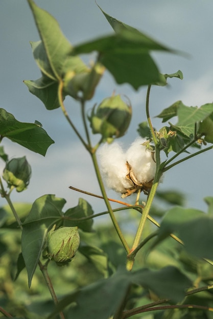 Cotton flower in the hands of a woman Opened cotton flower with cotton field background Opened cot