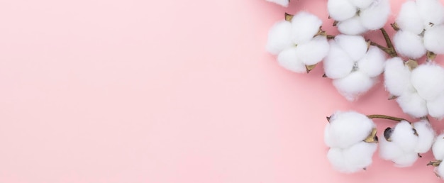 Cotton flower on pink pastel background Minimalism Spring flower blosssom concept Flat lay top view copy space