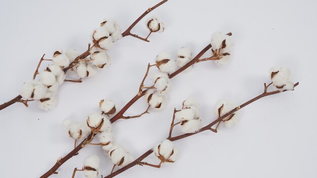 Photo cotton flower on white background.