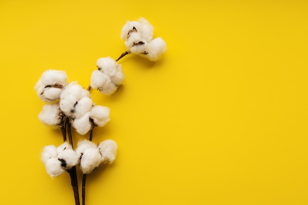 Cotton flower on a yellow paper background with copyspace