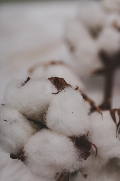 Photo cotton flower