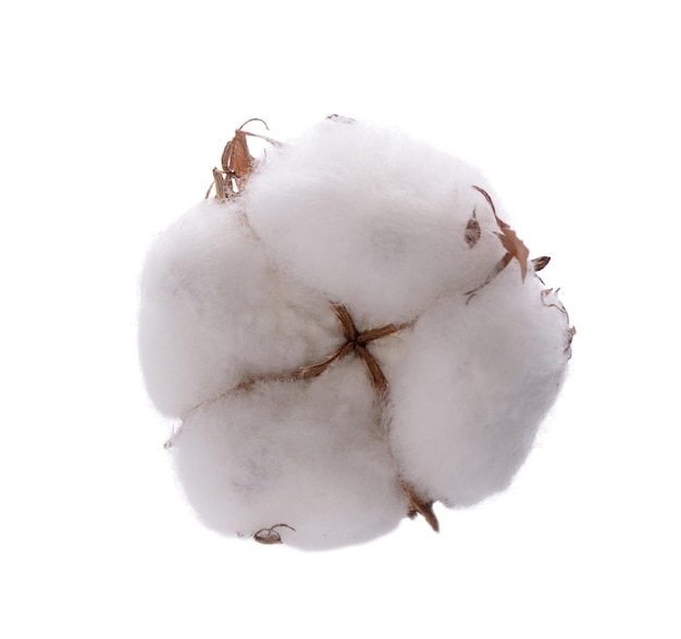 Cotton plant flower isolated on white background Ripe cotton ball