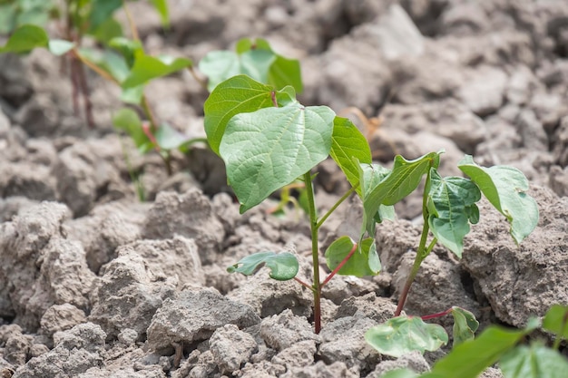 Cotton plant growing closeup