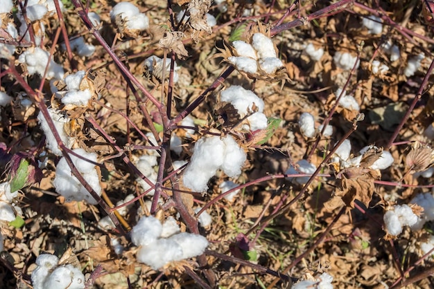 Cotton Plant Ready to Harvest